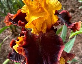 Ірис бородатий Еншиент Ешиз (Ancient Echoes)купити