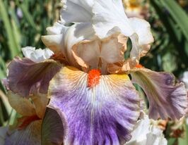 Ірис бородатий Канджеріт Кет (Conjuring Cat)купити