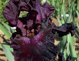 Ірис бородатий Крімсон Лайтс (Crimson Lights)купити