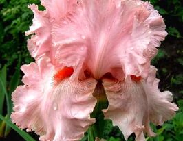 Ірис бородатий Ла Рю Босвел (La Rue Boswell)купити