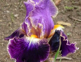 Ірис бородатий Ліп Сервіс (Lip Servise)купити