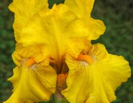 Ірис бородатий Луіс Д'ор (Louis D'or)купити