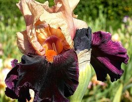 Ірис бородатий Оцелот (Ocelot)купити