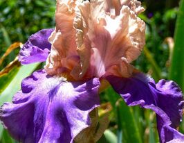 Ірис бородатий Поем оф Екстазі (Poem Of Ecstasy)купити