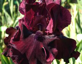 Ірис бородатий Ріо Роджо (Rio Rojo)купити