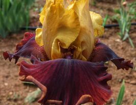 Ірис бородатий Смарт Мув (Smart Move)купити