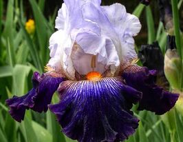 Ірис бородатий Сновед Ін (Snowed In)купити