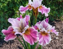 Ірис сибірьський Фенсі мі Зіс (Fancy me This)купити