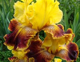 Ірис бородатий Френч Рів'єра (French Riviera)купити