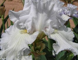 Ірис бородатий Хелен Даун (Helen Dawn)купити