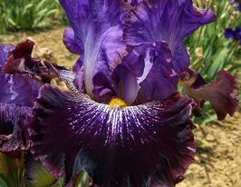 Ірис бородатий Шізо (Schizo)купити
