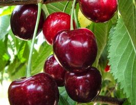 Черешня Наполеон купити