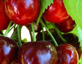 Черешня Соната купити