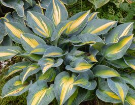 Хоста Тач оф Глас (Touch of Class) купить