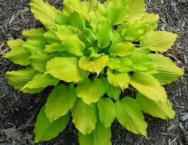 Хоста Тикл Ми Пинк (Tickle Me Pink) купить