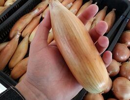 Цибуля Тоскакупити