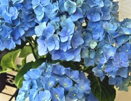Гортензия крупнолистная Блю Донау (Blue Danube) купить