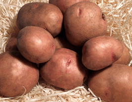 Картопля Княгиня 5 кг  купити
