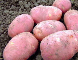  Картопля Родинна 5 кг  купити