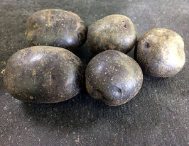 Картопля Солоха 5 кг  купити