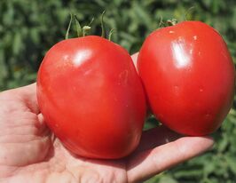 Томат Кафа F1 купить