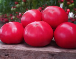 Томати Макан F1купити