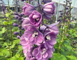 Дельфініум Дельфіна Пінк Вайт Бікупити