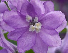 Дельфініум Магічний Фонтан F1 лавандовий з білим вічкомкупити