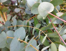 Евкаліпт Сільвер Доларкупити