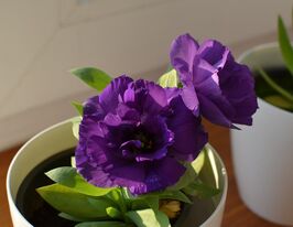 Эустома махровая Флаер F1 блю дип купить