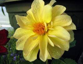 Георгина Фигаро F1 желтая купить