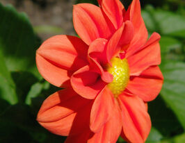 Георгина Фигаро F1 оранжевая купить