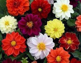 Жоржина Фігаро F1 сумішкупити