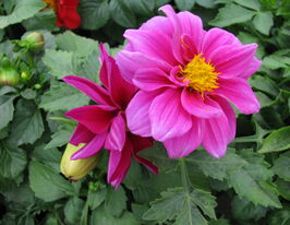 Георгина Фигаро F1 фиолетовая купить