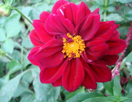 Георгина Фигаро F1 красная купить