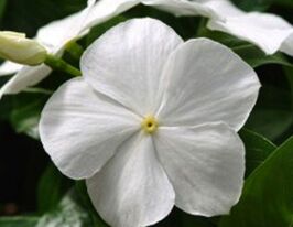 Катарантус ампельний Медітер F1 білийкупити