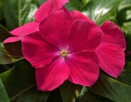 Катарантус ампельний Медітер F1 хот роузкупити