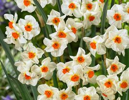 Нарцис таццета Крагфорд (Cragford)купити