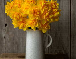 Нарцисс махровый Квинсдей (Queensday) купить