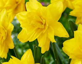Нарцис махровий Єллов Парадайз (Yellow Paradise)купити