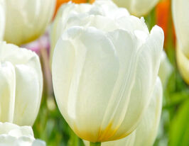 Тюльпан простой поздний Катерина (Catherina) купить