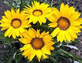 Газания жестколистая Биг Кисс F1 желтая купить