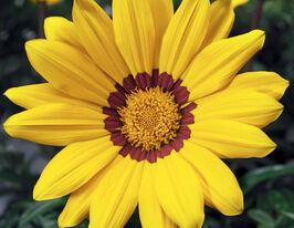 Газания жестколистая Биг Кисс F1 желтая с ободком купить