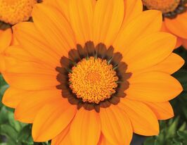 Газания жестколистная Газу F1 оранжевая с ободком купить