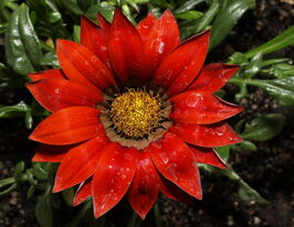 Газания жестколистная Газу F1 красная с ободком купить