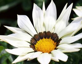 Газания жестколистная Кисс F1 белая купить