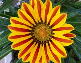 Газания жестколистная Кисс F1 елоу флейм купить