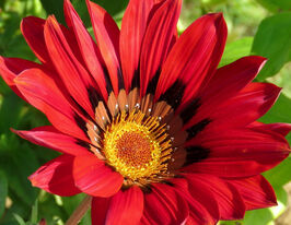 Газания жестколистная Кисс F1 красная купить