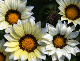 Газанія жорстколиста Нью Дей F1 білакупити