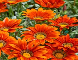 Газания жестколистая Нью Дэй F1 бронзовая купить